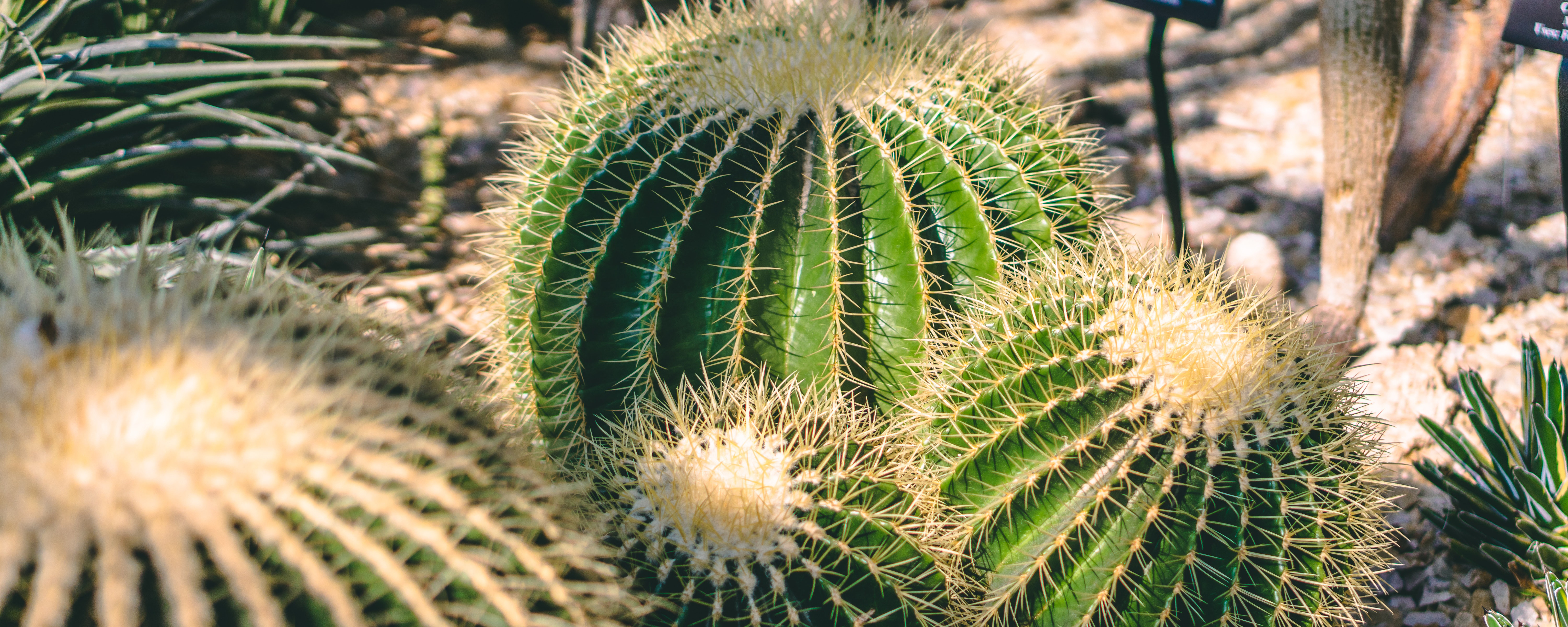 Barrel Cacti