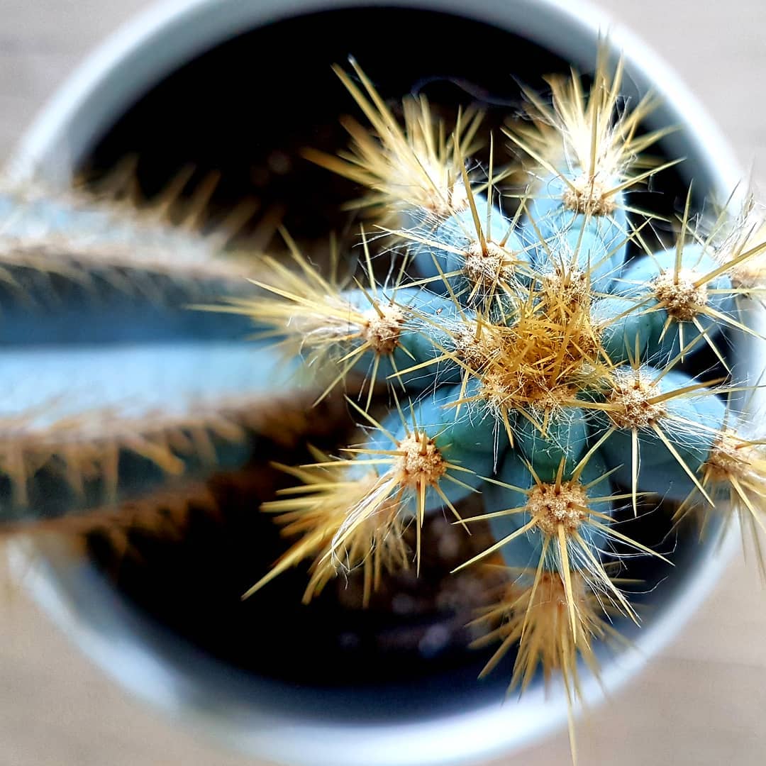 Blue torch cactus