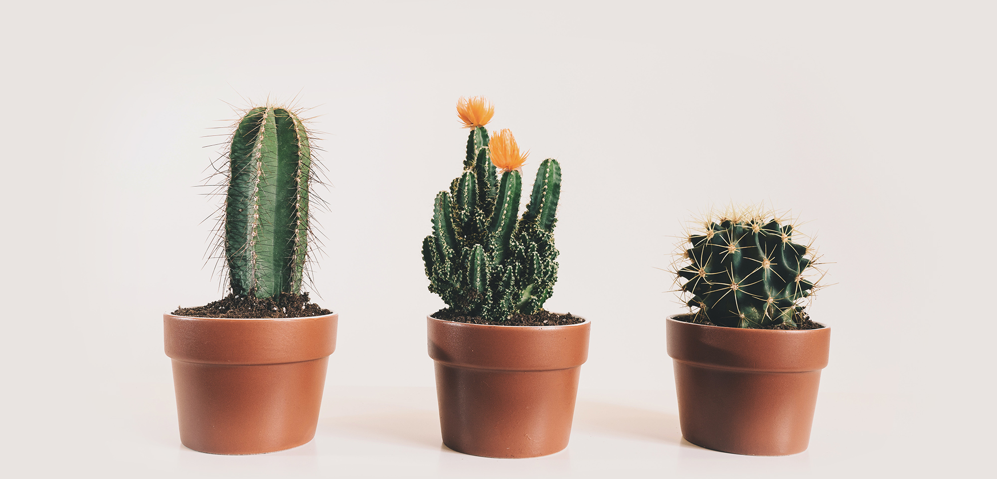 Three cacti in terracotta pots