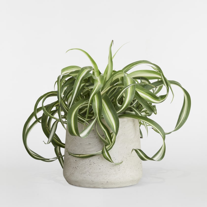 Spider plant